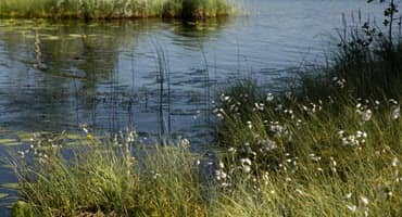 Wild Fish Spring to Life in Lake Ontario, Despite Dams, Pollution and Hatchery Competitors