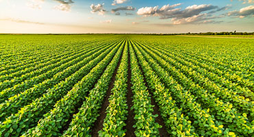 Maximizing Soybean Yield - The Importance of Sulfur