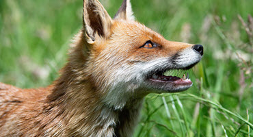 MDC Encourages Public to Leave Wildlife Wild