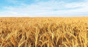 Spring wheat prices rally after USDA report