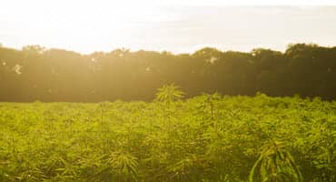 Illinois Lawmakers Eye Hemp Product Regulations