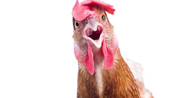 Avian Influenza Outbreak Spreads to Dairy Cattle Across Multiple States