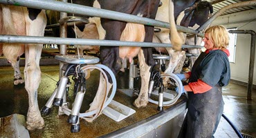 New MSU Dairy, Greenhouse Facilities Critical to Ag Research, Food Production