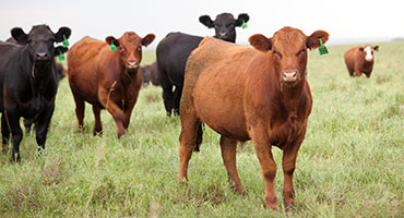 Regenerative cattle production and soil heath on “Minnesota’s Alt-Meat Revolution”