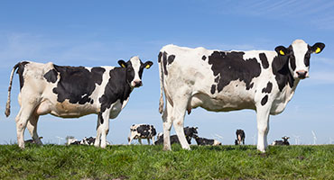 Why Do Dairy Cattle Bunch During the Summer?