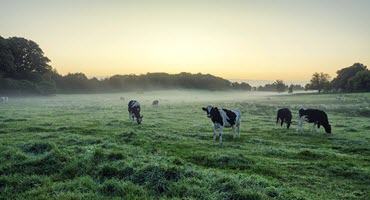 South Dakota addresses bird flu in dairy cows