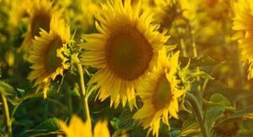 Sunflower seed weevil threat escalates in Dakota fields