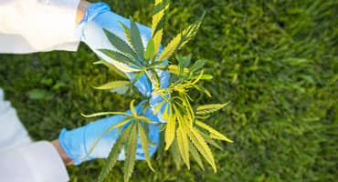 Kentucky speeds up medical marijuana access