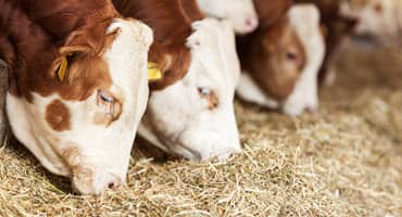 Nebraska hosts beef quality certification events