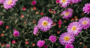 Spring hottest plant trends - from veggies to houseplants