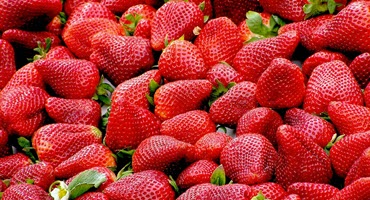 PA strawberry disease forecast protects crops