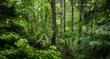 MDARD's Qualified Forest Program for Tax Savings and Forest Preservation
