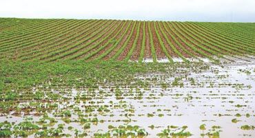 Revamping Winter Grazing - Conquering Mud Challenges