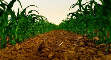 Harvesting Insights: Unveiling the Chemistry of Corn for Sustainable Solutions