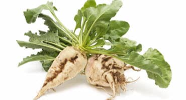 Nebraska 4-H Launches Special Agronomy Project with Sugar Beets