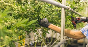 MO AG targets unlabeled hemp edibles