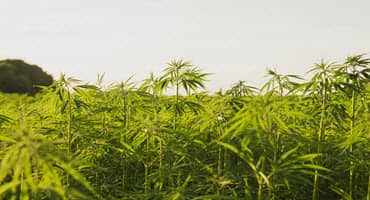 NYC cracks down on illegal weed shops
