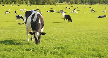 Strategies for mud prevention in livestock farming