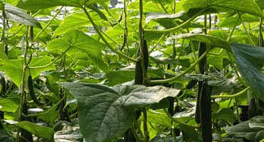 Elevate your garden - Trellis tips for cucumbers