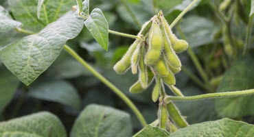 Addressing Henbit and Purple Deadnettle to Safeguard Indiana Farm Fields