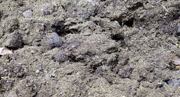 Cow manure transforms into clean gas in South Dakota