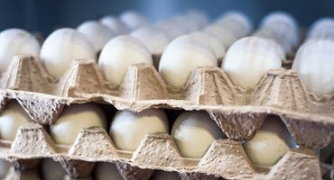 Wisconsin egg production up in March 2024