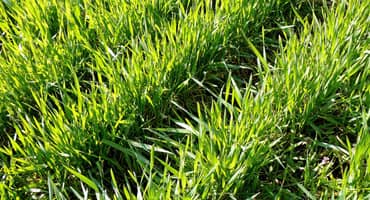 Declining winter wheat conditions concern Oklahoma and Kansas