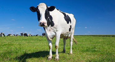 NY tightens dairy cow imports to block bird flu