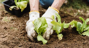 MDARD Urges Public Vigilance Against Invasive Plant Pests