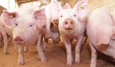 Advancing the USDA Swine Contract Library