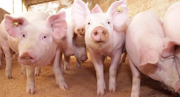Advancing the USDA Swine Contract Library