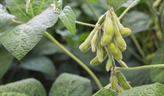Soybean diseases highlighted at NDSU webinar