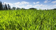 Bayer partners with AlphaBio to launch innovative bioinsecticide by 2028