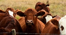 Optimizing sire selection for beef producers