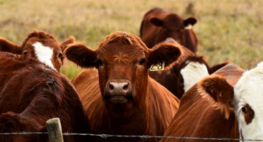 Optimizing sire selection for beef producers