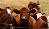 Optimizing needle practices for healthier cattle