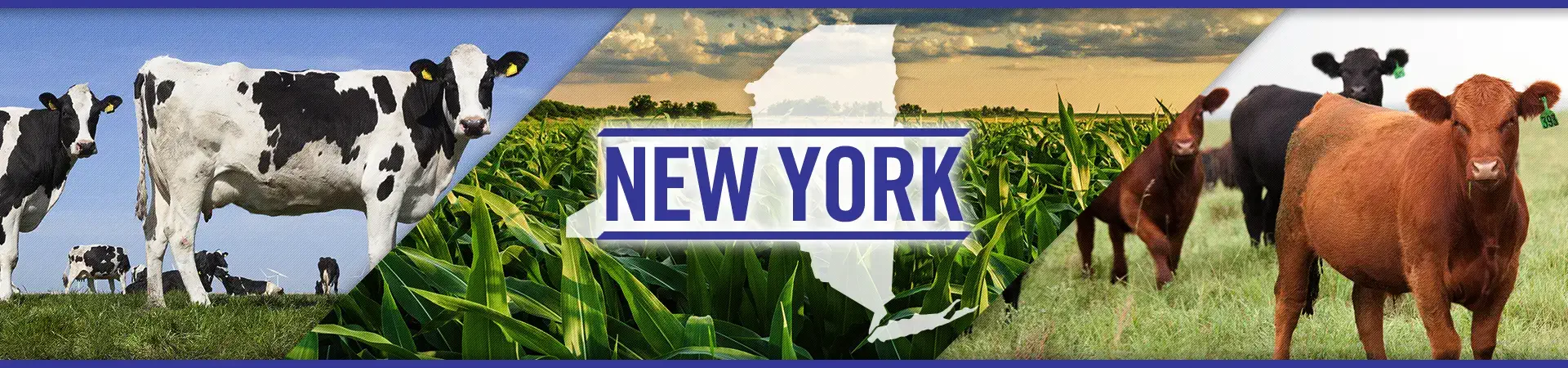 New York agriculture
