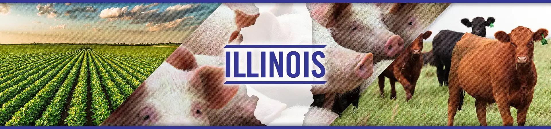 Illinois agriculture